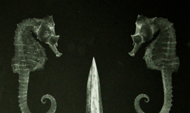 Light Beguile